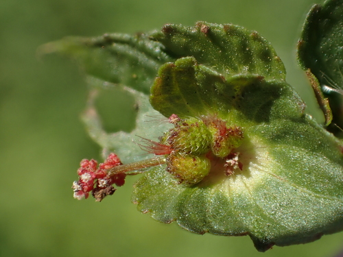 Chenille Plant