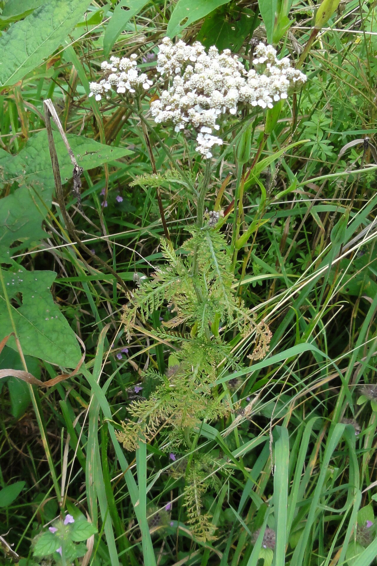 Yarrow