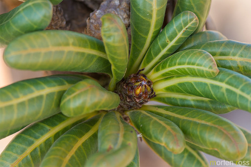 Desert Rose