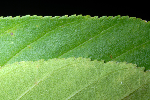 Ohio Buckeye
