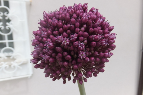 Leek