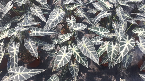 Elephant Ear