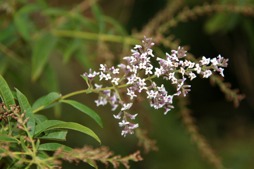 Lemon Verbena