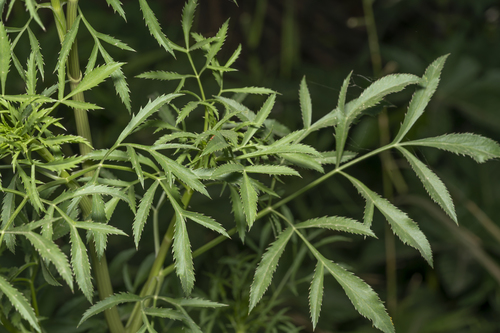 Bishop's Weed
