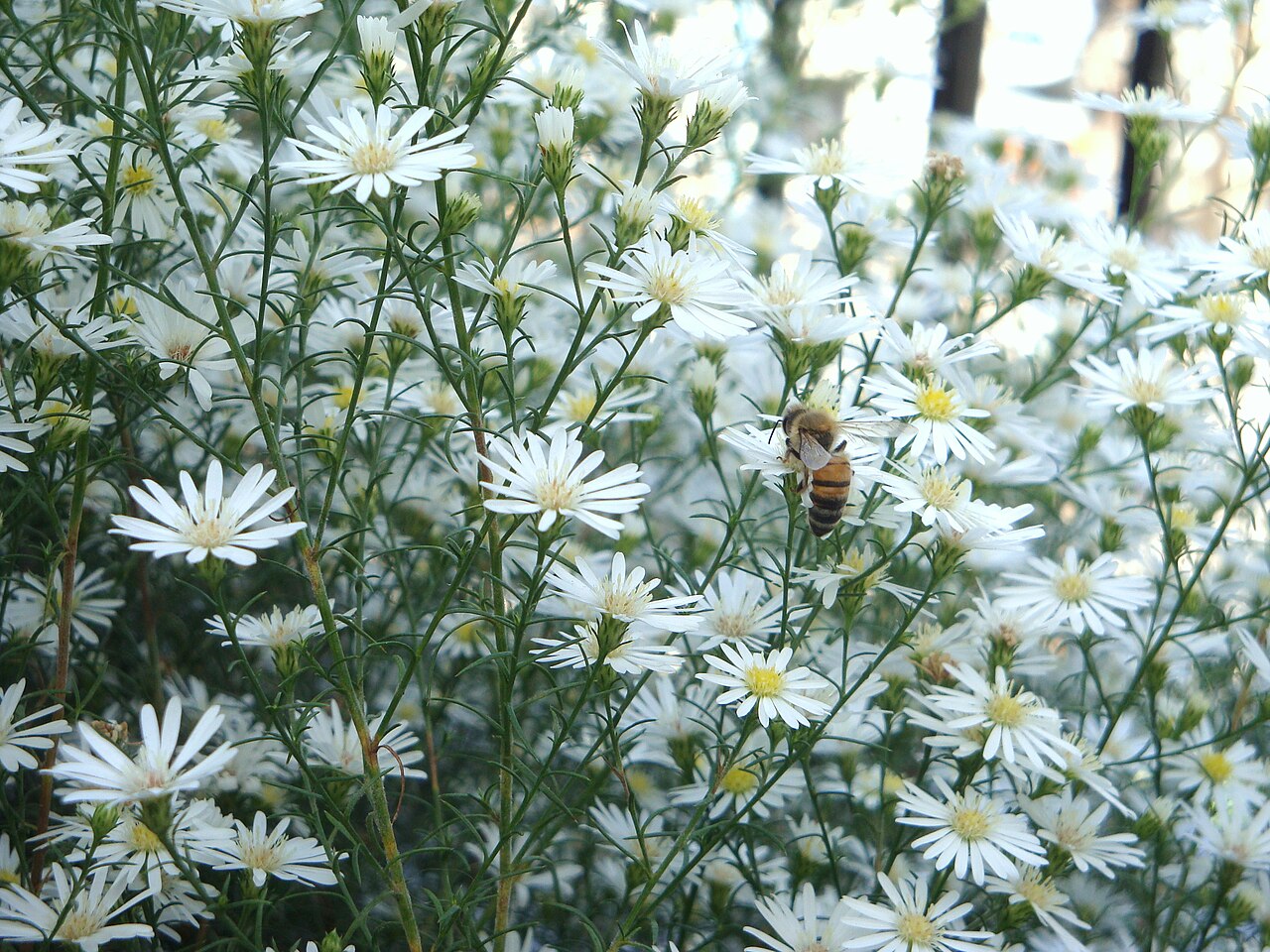 Mayweed