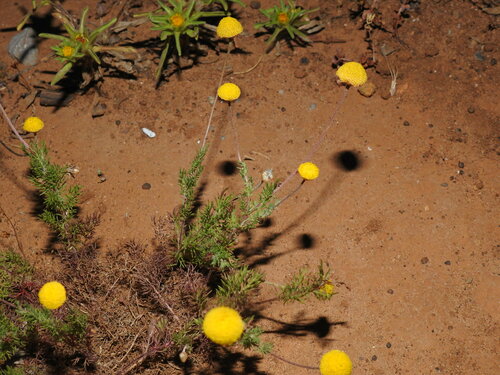 Chamomile