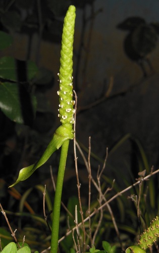 Flamingo Flower