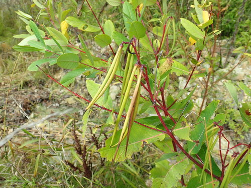 Dogbane