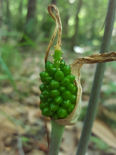 Jack-in-the-pulpit