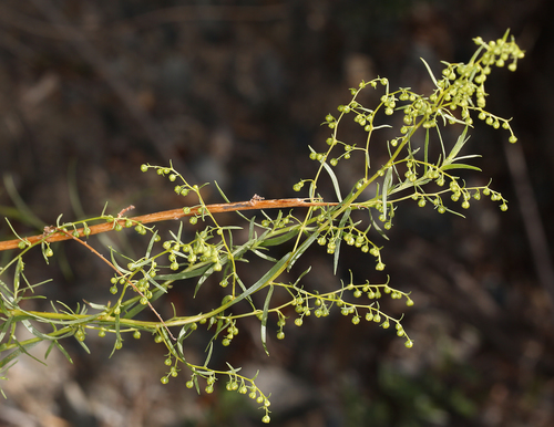 Tarragon