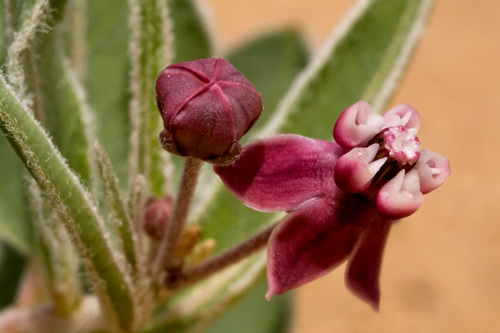 Milkweed