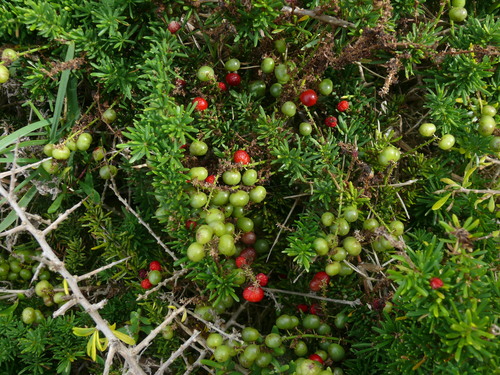 Asparagus Fern