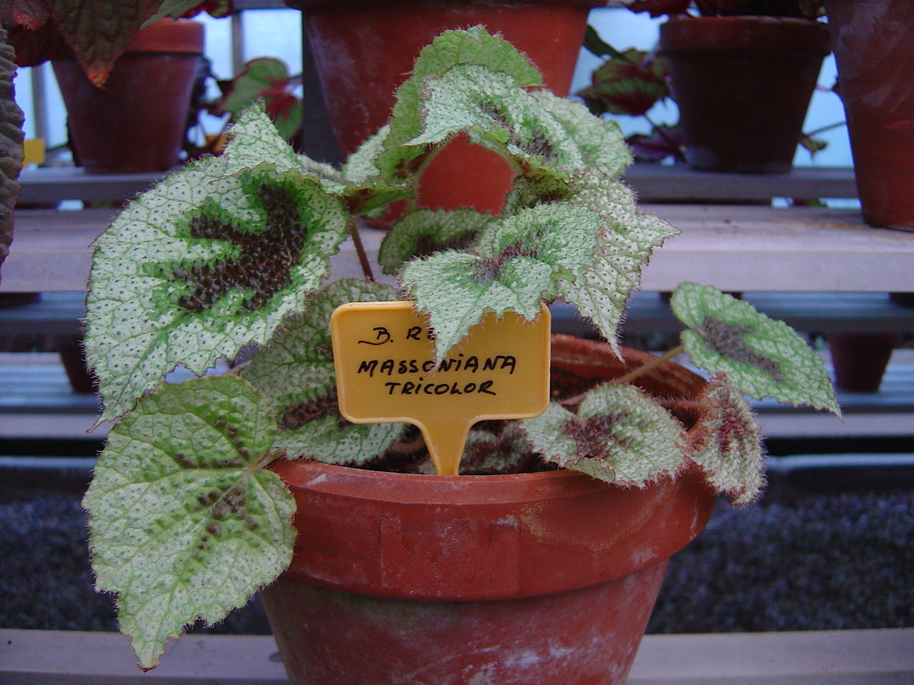 Iron Cross Begonia