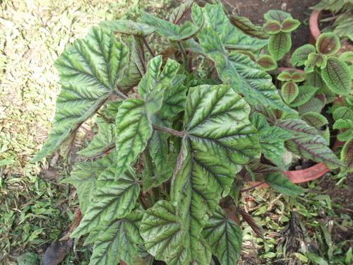 Metallic Leaf Begonia