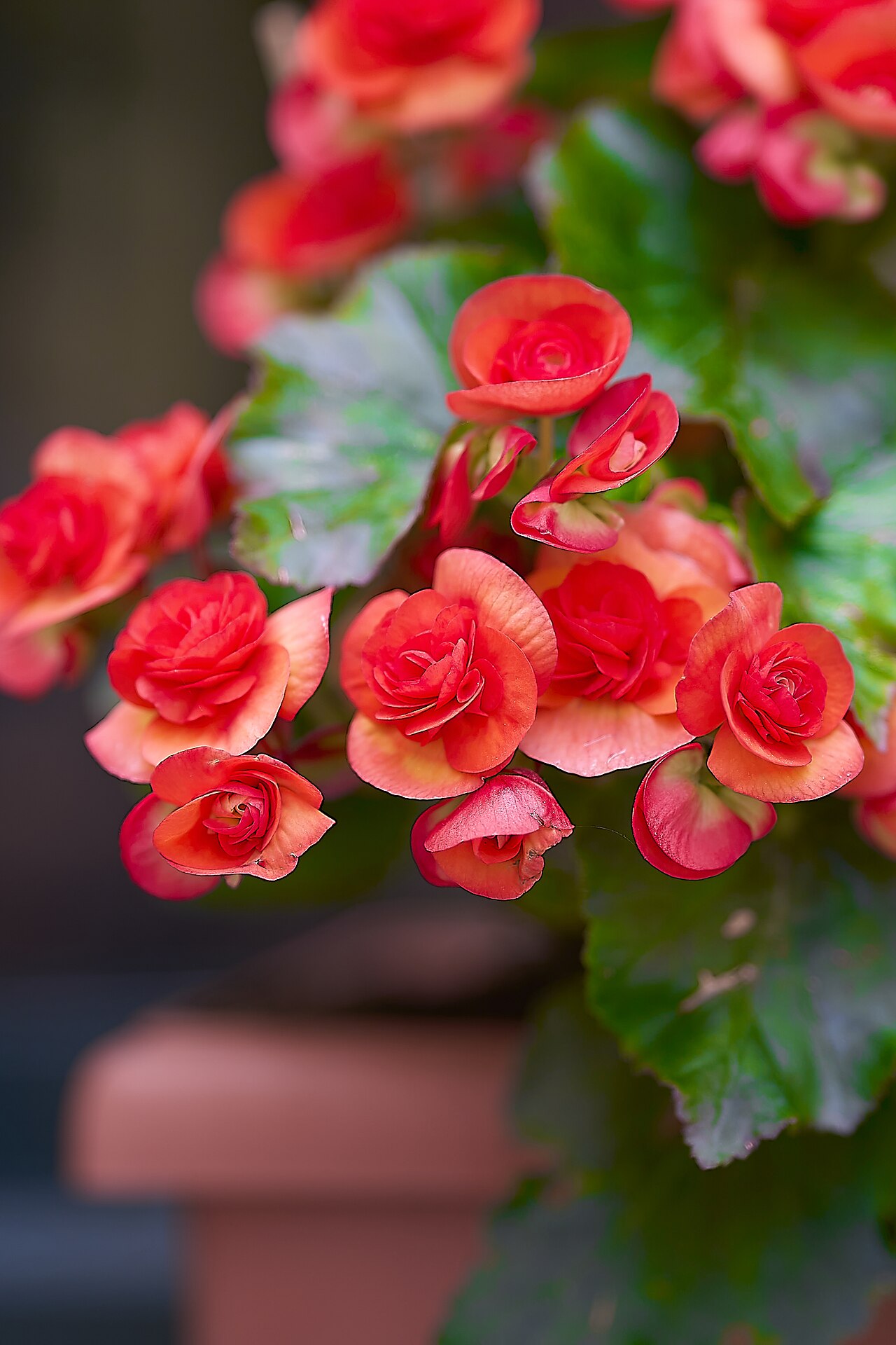 Elephant-Ear Begonia