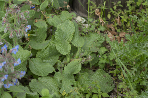 Borage