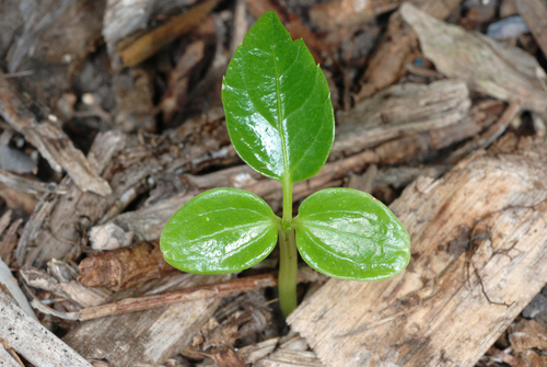 Australian Ivy Palm