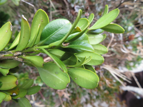 Boxwood