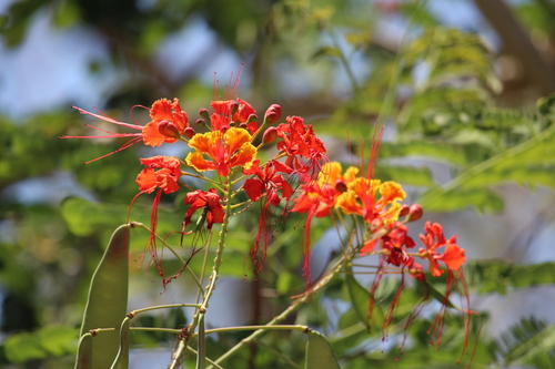 Pride of Barbados