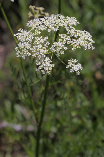 Caraway