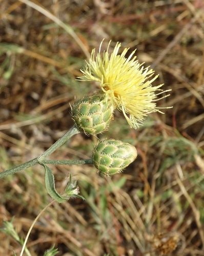 Yellow Star Thistle