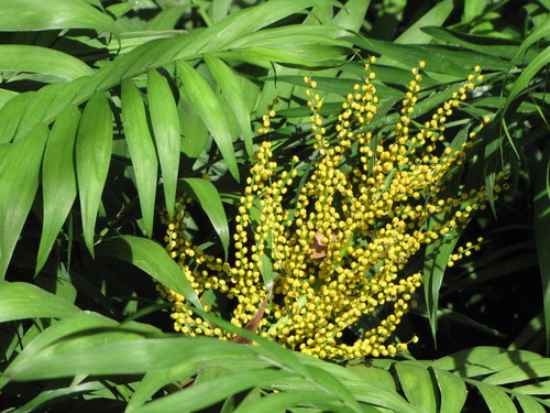 Parlor Palm