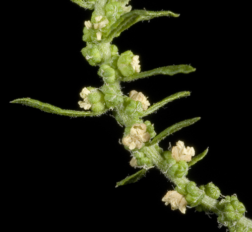 Epazote