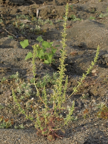 Ambrosia Mexicana