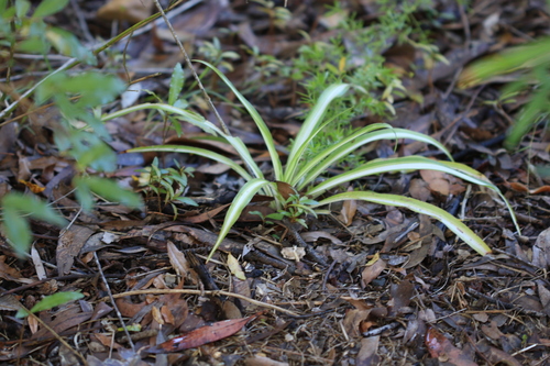 Spider Plant