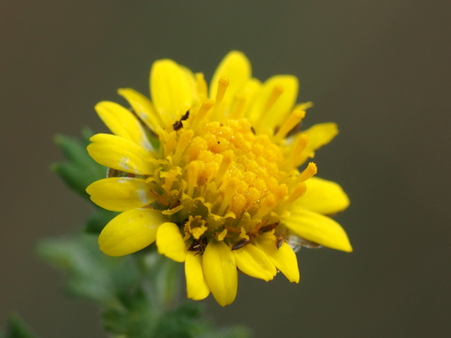 Daisy (Chrysanthemum)