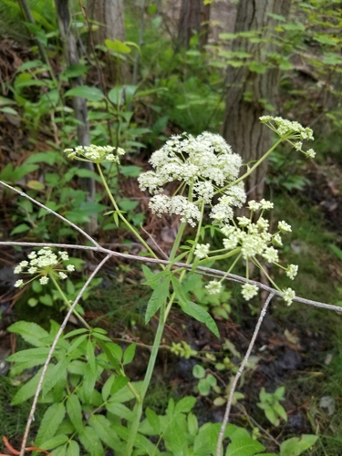 Spotted Water Hemlock