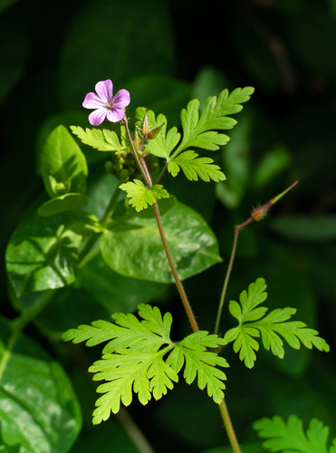 Water Hemlock