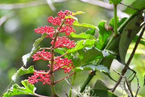 Rex Begonia Vine
