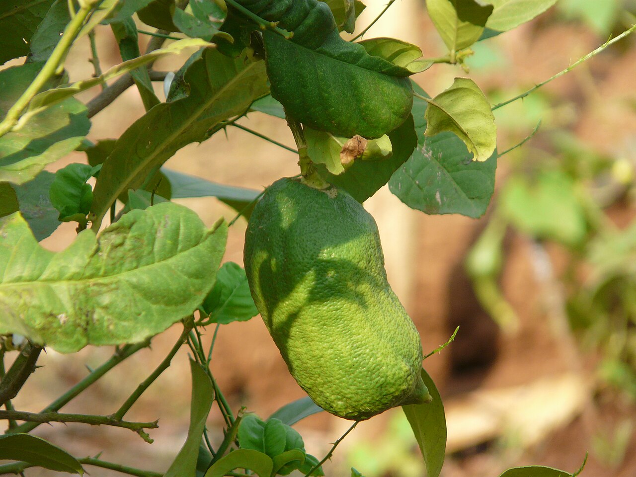 Grapefruit