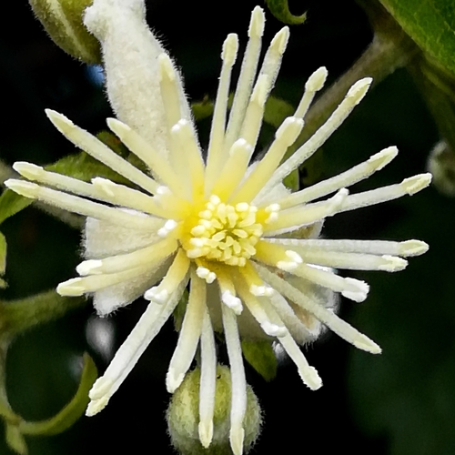 Leatherflower