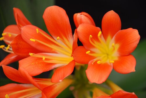 Clivia