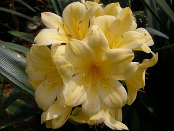 Clivia Lily