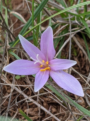 Autumn Crocus