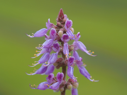 Cuban Oregano