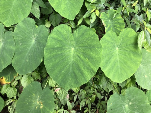 Elephant Ears