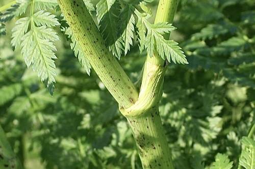 Poison Hemlock