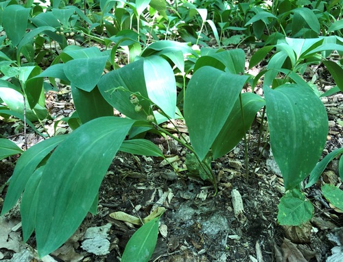 Lily of the Valley