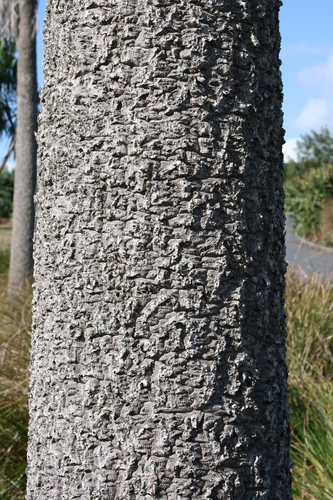 Giant Dracaena