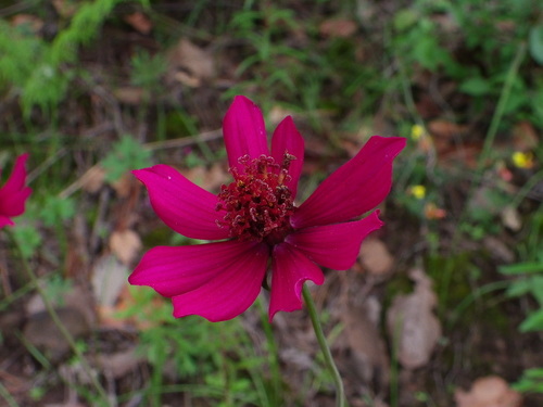 Cosmos