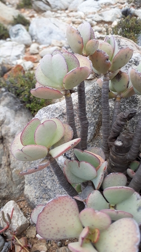 Silver Dollar Plant