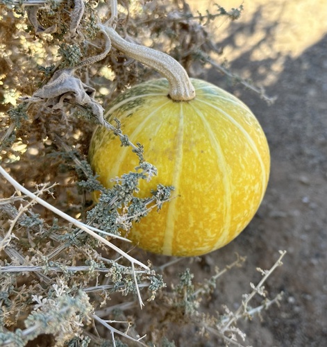 Banana Squash