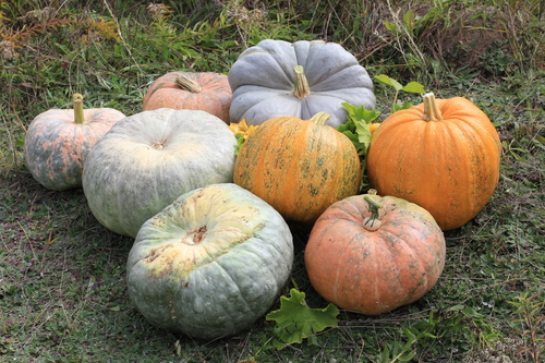 Acorn Squash
