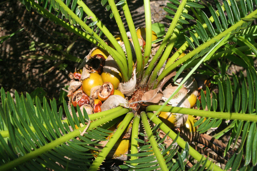 Cycads