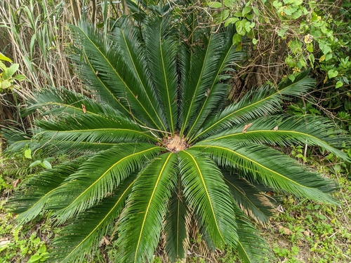 Sago Palm