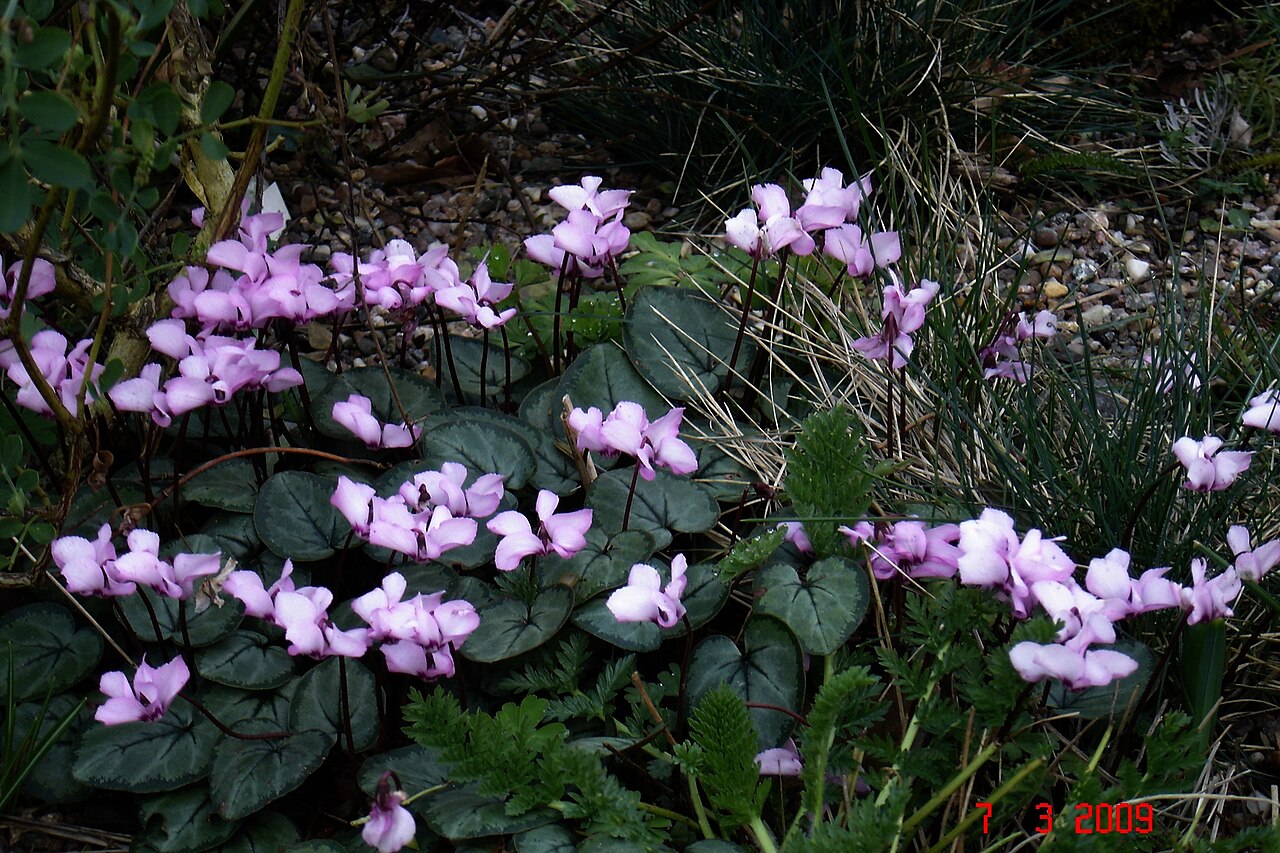 Cyclamen